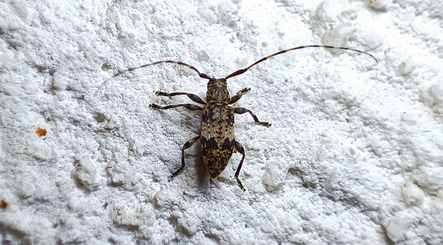 Leiopus nebulosus - öves gesztcincér