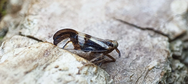 Delphax crassicornis