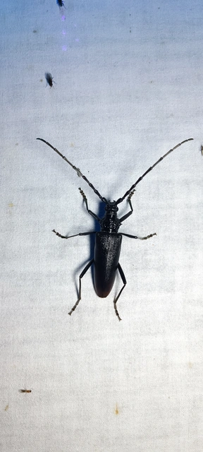 Cerambyx cerdo - nagy hőscincér