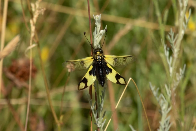 Libelloides macaronius - keleti rablópille