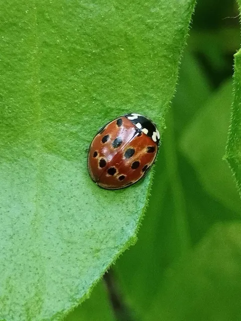 Anatis ocellata - szemfoltos katica