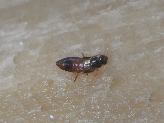 Gyrophaena bihamata - öves taplóholyva