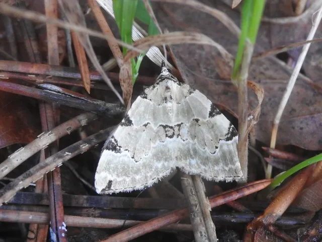 Colostygia pectinataria - zöld levélaraszoló