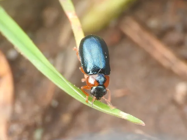 Smaragdina