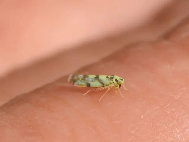 Eupteryx
