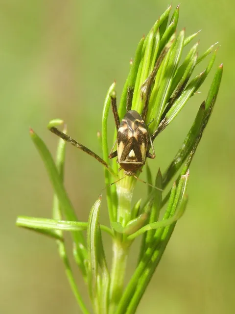 Polymerus unifasciatus - galaj-mezeipoloska Polymerus unifasciatus - galaj-mezeipoloska
