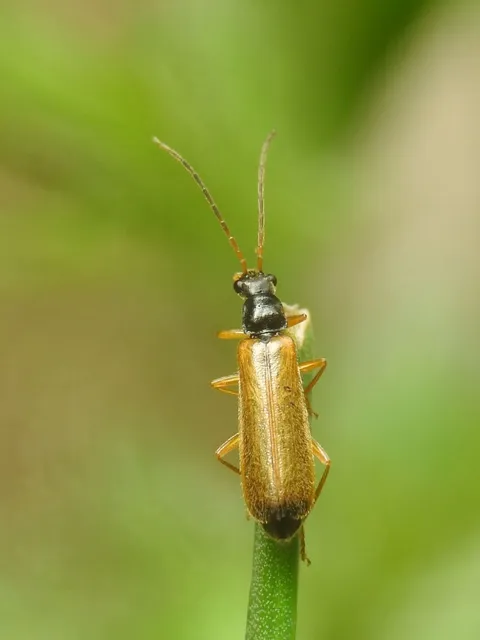 Rhagonycha lignosa - cserjés-lágybogár