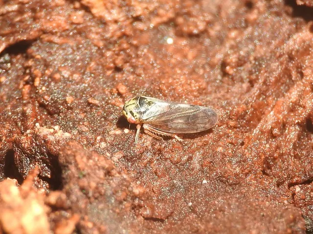 Oncopsis
