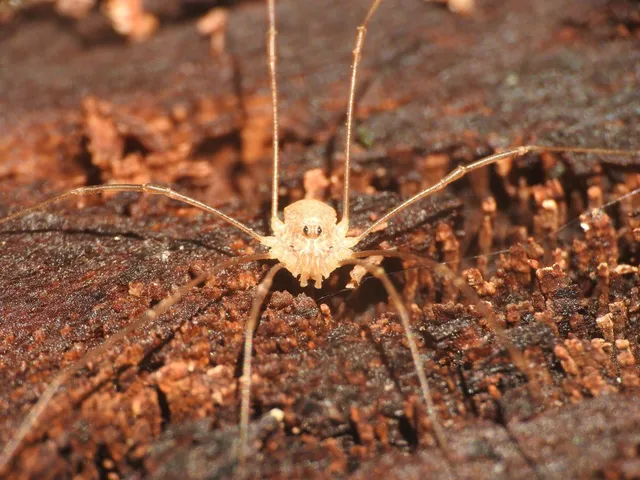 Opiliones - Kaszáspókok