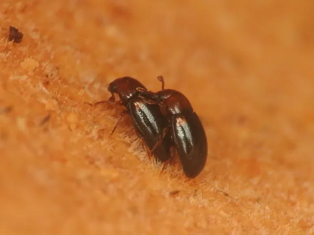 Dacne bipustulata - vállfoltos tarbogár