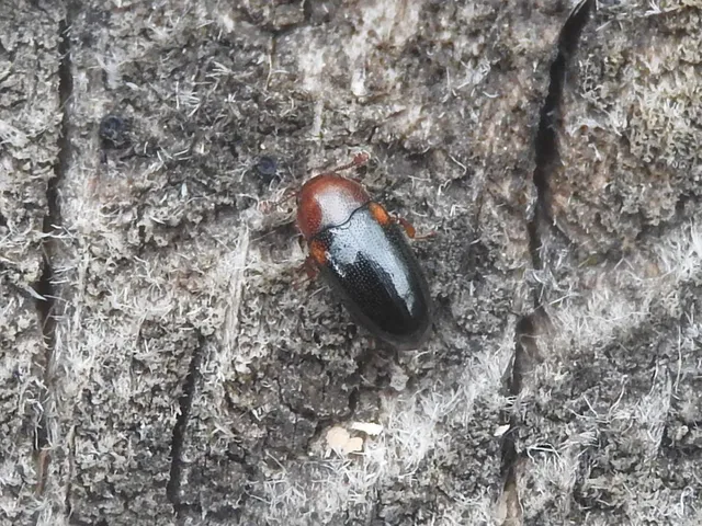Dacne bipustulata - vállfoltos tarbogár