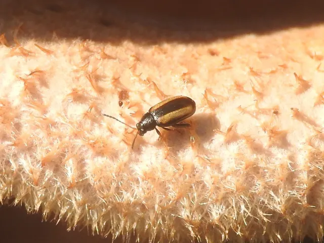 Phyllotreta vittula - muharbolha