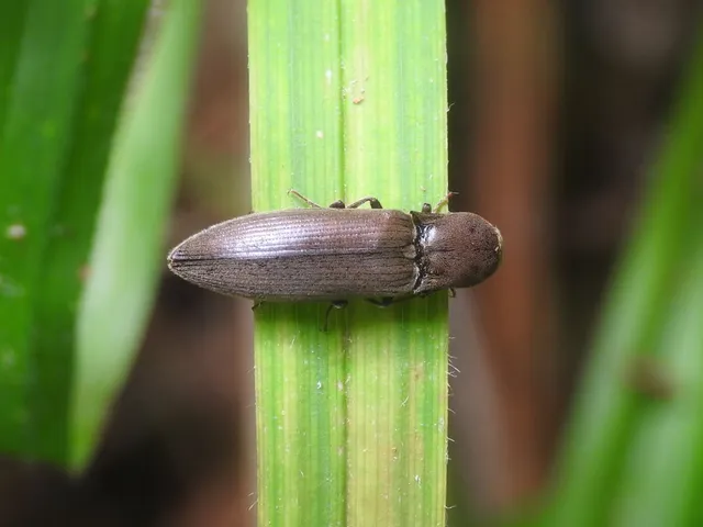 Agriotes modestus - szürke pattanó