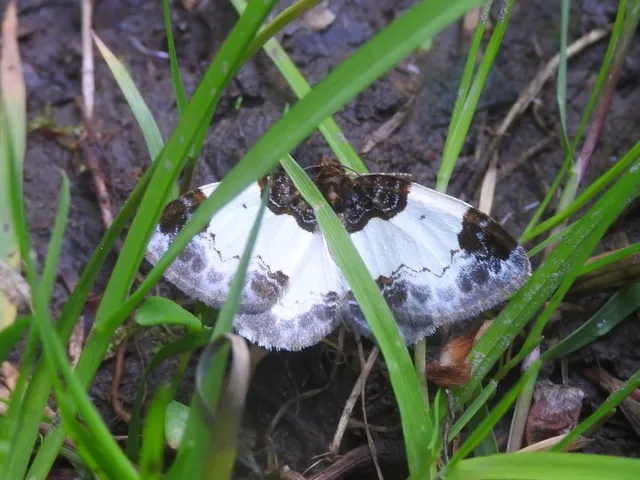 Mesoleuca albicillata - tarka fűzfaaraszoló