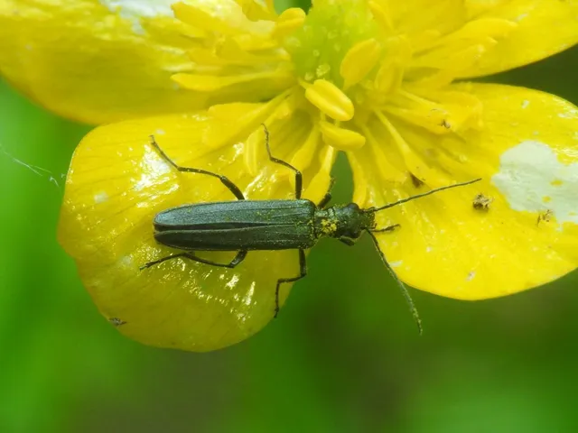 Oedemera