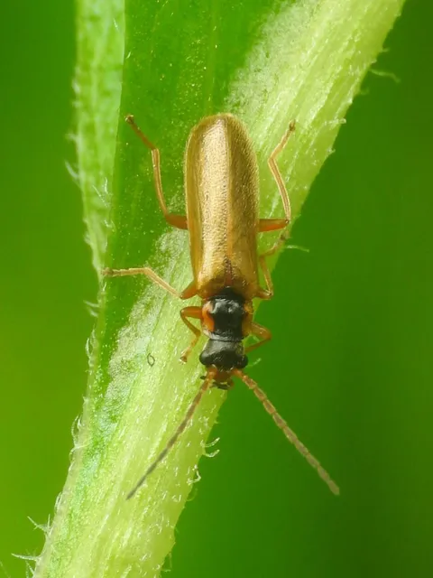 Rhagonycha testacea Rhagonycha testacea