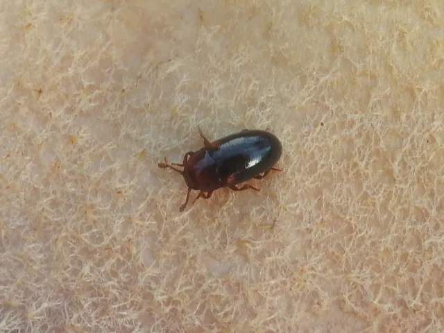 Dacne bipustulata - vállfoltos tarbogár