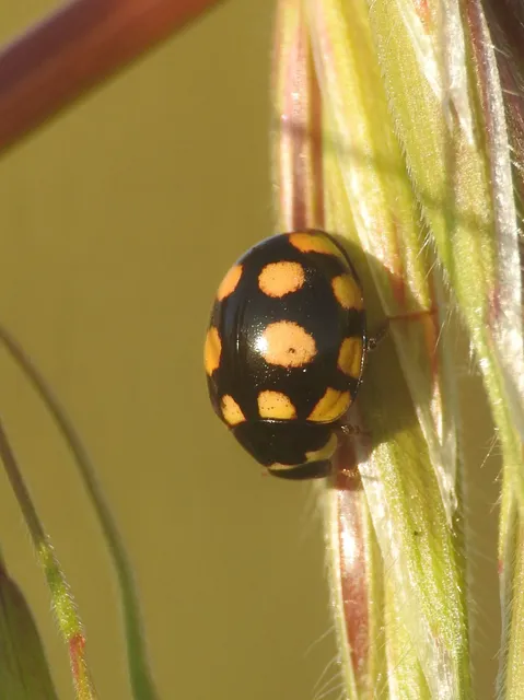 Coccinula quatuordecimpustulata - feketesárga katóka