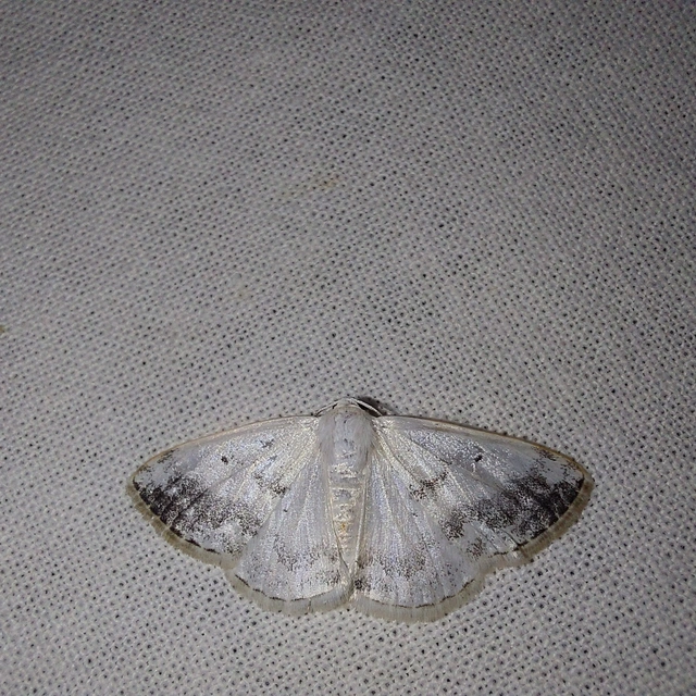 Lomographa temerata - foltos fehéraraszoló
