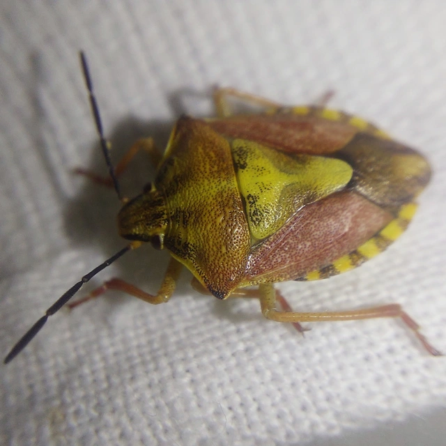 Carpocoris Carpocoris