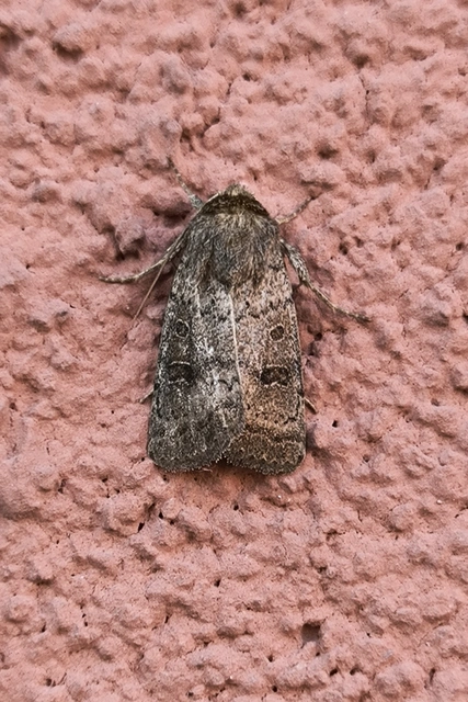 Hoplodrina octogenaria - barna selymesbagoly