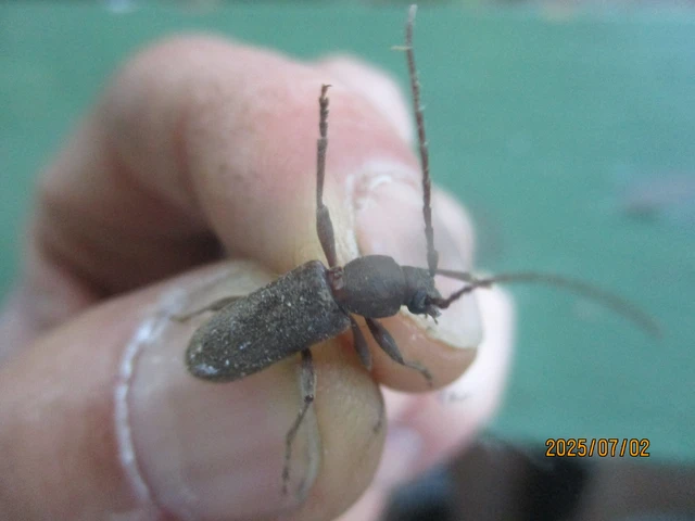 Trichoferus campestris - szállóvendég éjicincér