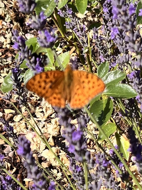 Argynnis adippe - ezüstös gyöngyházlepke