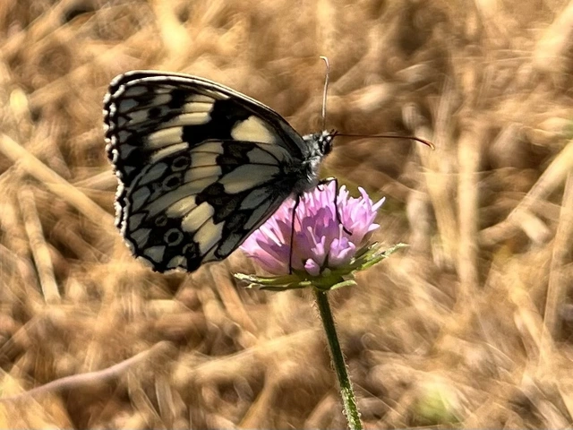 Melanargia galathea - sakktáblalepke