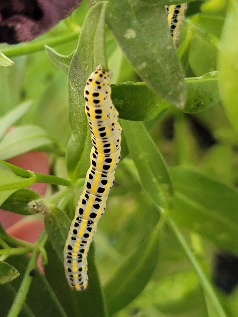 Calophasia platyptera - szürke apróbagoly
