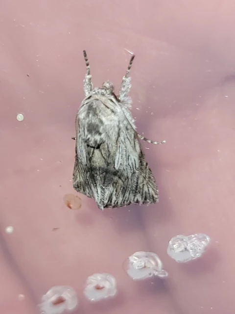 Calophasia platyptera - szürke apróbagoly
