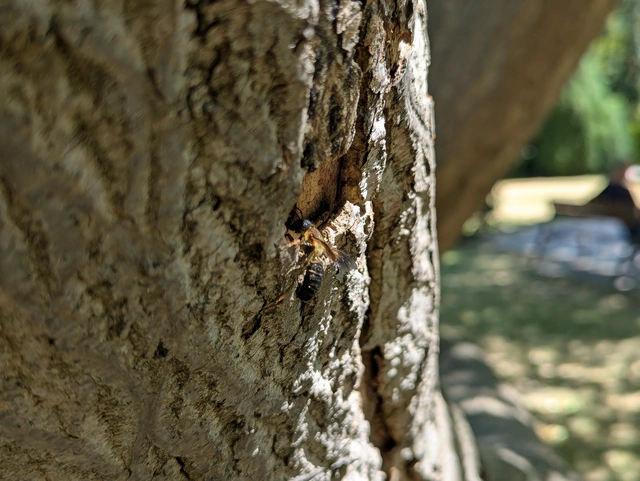 Hymenoptera - Hártyásszárnyúak Hymenoptera - Hártyásszárnyúak