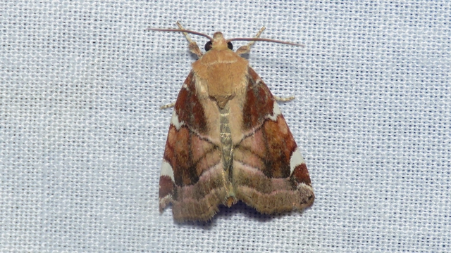 Cosmia diffinis - szilfa-lombbagoly