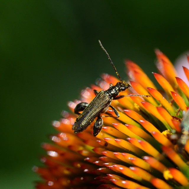 Oedemera flavipes - sárgalábú álcincér Oedemera flavipes - sárgalábú álcincér