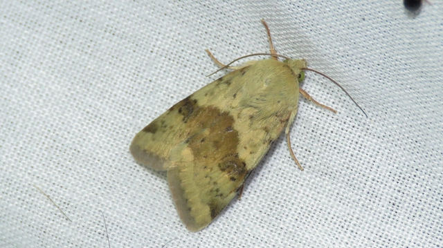 Heliothis viriplaca - mácsonyabagoly