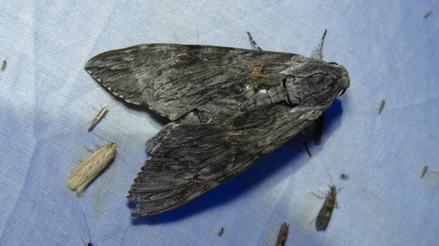 Agrius convolvuli - szulákszender