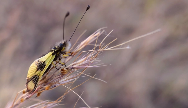 Libelloides macaronius - keleti rablópille