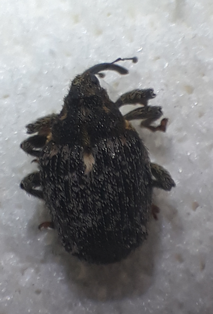 Ceutorhynchus pallidactylus - szőrös repce-ceutormányos