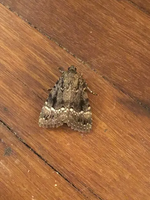 Amphipyra pyramidea - fahéjszínű bagoly