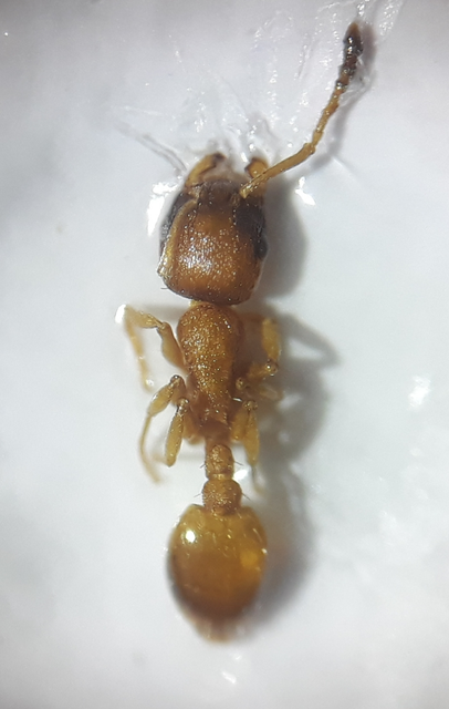 Temnothorax unifasciatus - gyűrűs kéreghangya