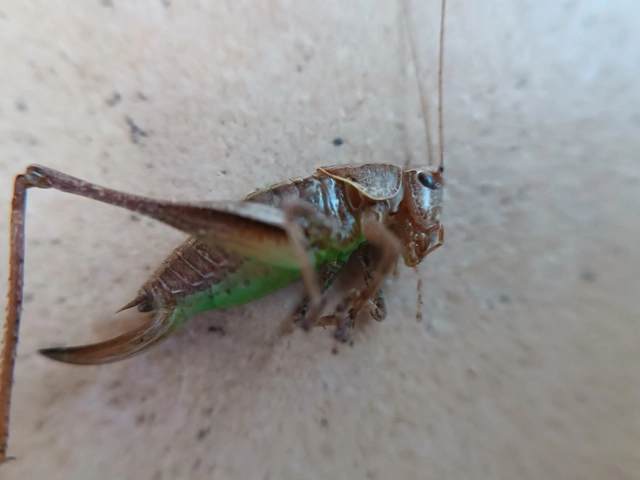 Pholidoptera griseoaptera - szürke avarszöcske