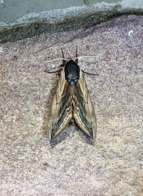Sphinx ligustri - fagyalszender