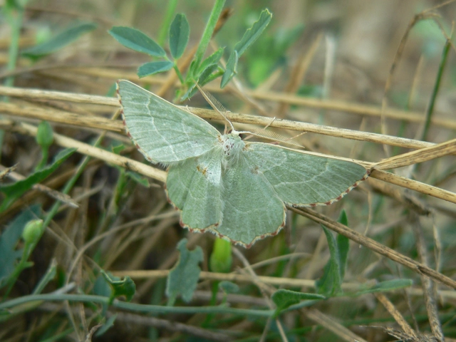 Thalera fimbrialis - csipkésszélű zöldaraszoló