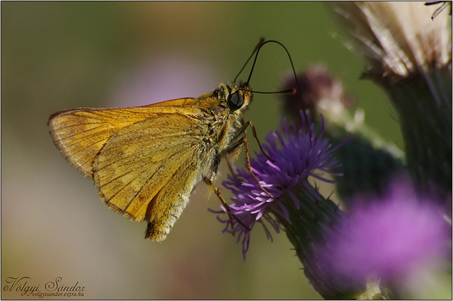 Ochlodes sylvanus - erdei busalepke