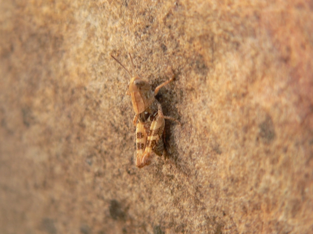 Calliptamus italicus - olaszsáska