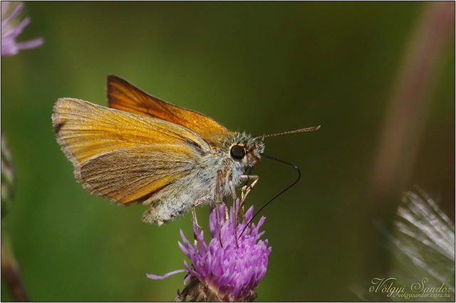 Thymelicus lineola - vonalas busalepke