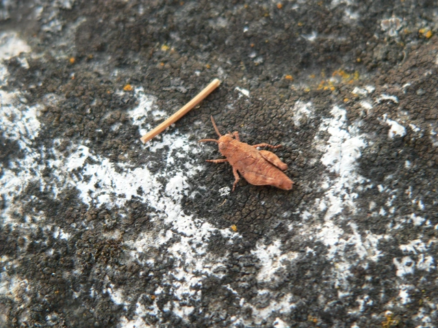 Oedipoda caerulescens - kékszárnyú sáska