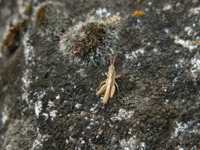 Chorthippus (Glyptobothrus) (subgenus)