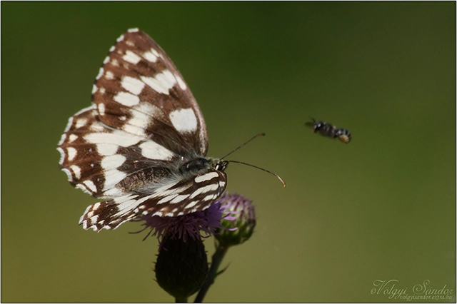 Melanargia galathea - sakktáblalepke