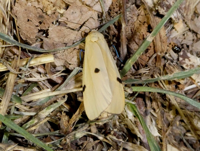 Lithosia quadra - négypettyes zuzmószövő