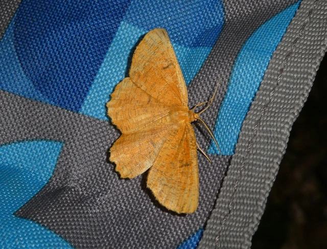 Angerona prunaria - sárga kökényaraszoló